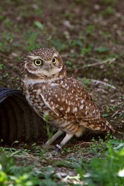 stock image Burrowing Owl near culvert