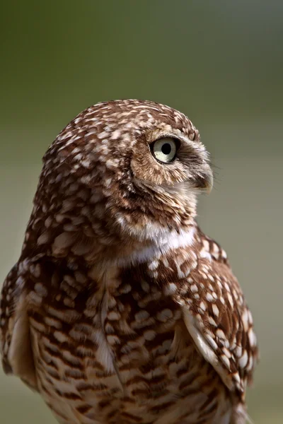 stock image Burrowing Owl looking away