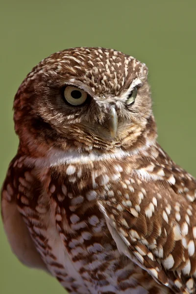 Burrowing Owl looking away — Stock Photo, Image