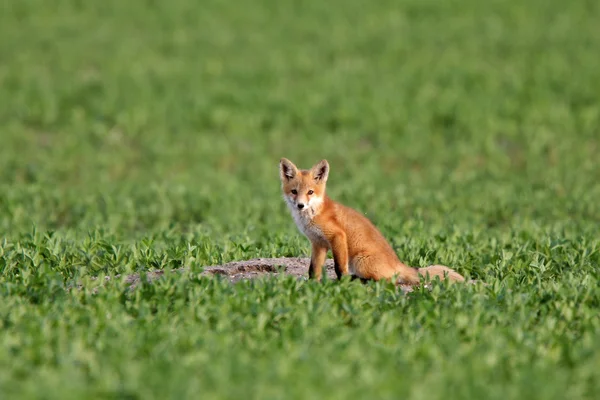 Щенок Red Fox в Саскачеване — стоковое фото