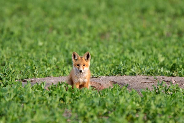 Red Fox pup in Saskatchewan — Stockfoto