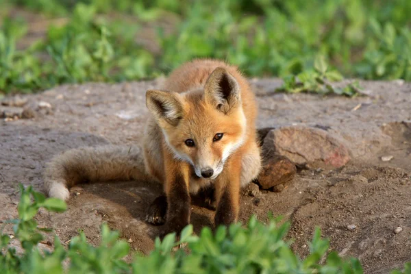 Κόκκινη αλεπού κουτάβι στο saskatchewan — Φωτογραφία Αρχείου