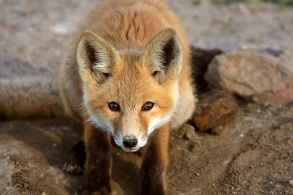 Cachorro de zorro rojo en Saskatchewan —  Fotos de Stock