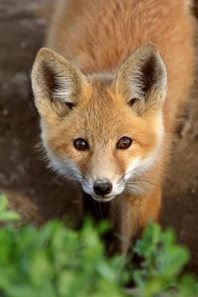 Red fox szczenię w saskatchewan — Zdjęcie stockowe