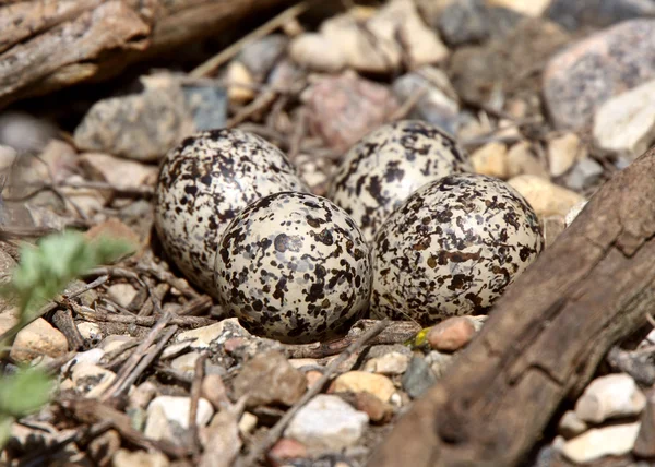 Iyi kamufle Kildeer'in yumurta — Stok fotoğraf