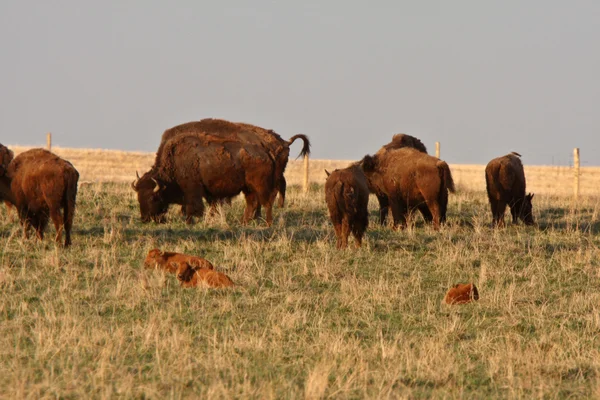 Bison Grazing Calves Resting Manitoba Pasture — Stock Photo, Image