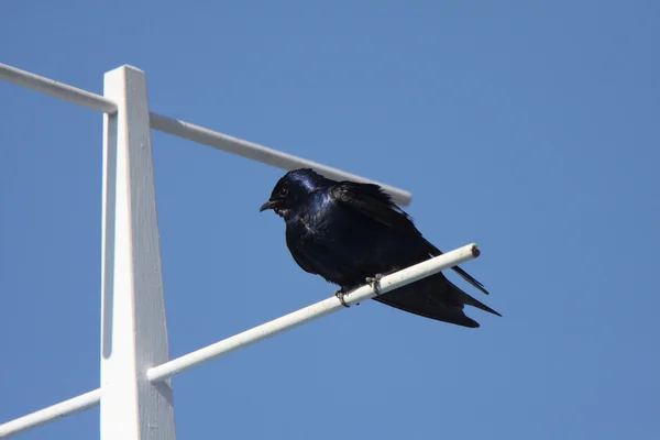 stock image Purple Martin perched on crosspiece