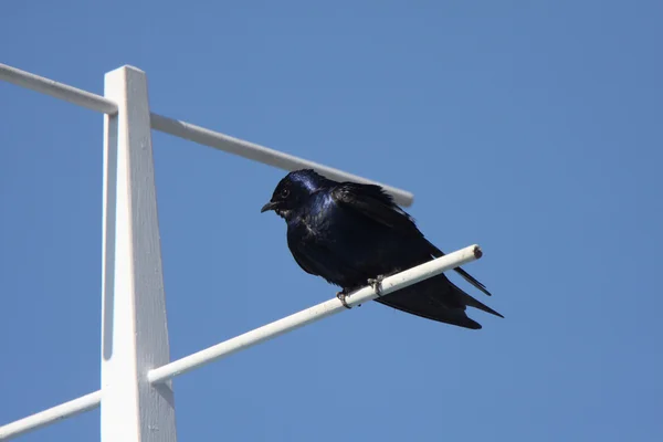 Stock image Purple Martin perched on crosspiece