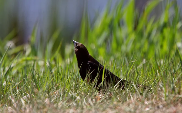 Brown headed Cowbird on ground — Stock Photo, Image
