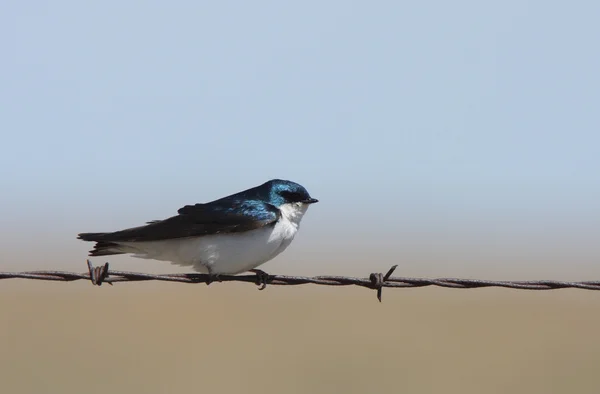 stock image Tree Swallow perched on barbed wire strand