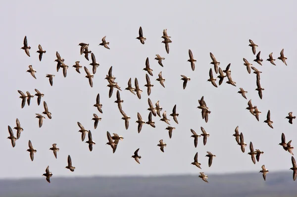 Exibição aérea por aves costeiras — Fotografia de Stock
