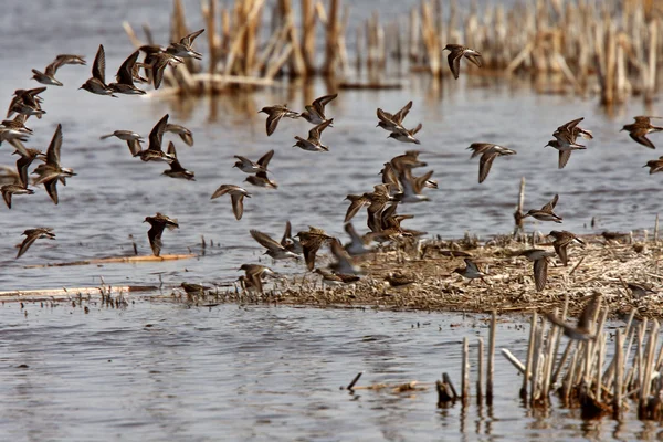 Shorebirds giving aerial display over Manitoba marsh — Stock Photo, Image