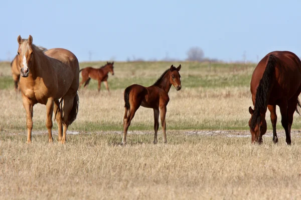 Foal Mares Manitoba Pasture — Stock Photo, Image
