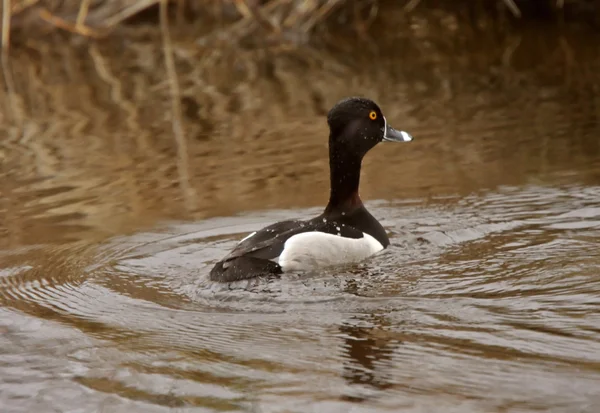 Erkek Halka Boyunlu Duck Yol Kenarındaki Hendekte Yüzmek — Stok fotoğraf