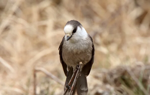 Gray Jay Perched Branch Spring — Stock Photo, Image