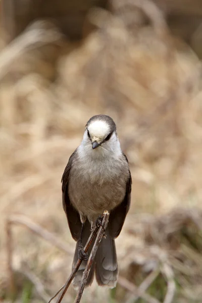 Gray Jay perched on branch in Spring — Stock Photo, Image