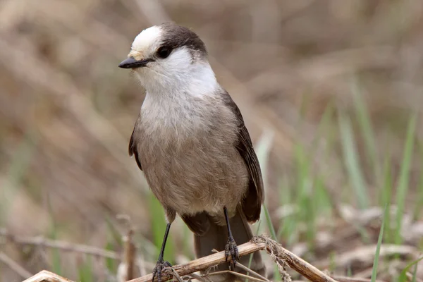 Gray Jay Perched Branch Spring — Stock Photo, Image