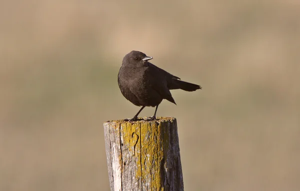 Female Brown Headed Cowbird Fence Post — Stock Photo, Image