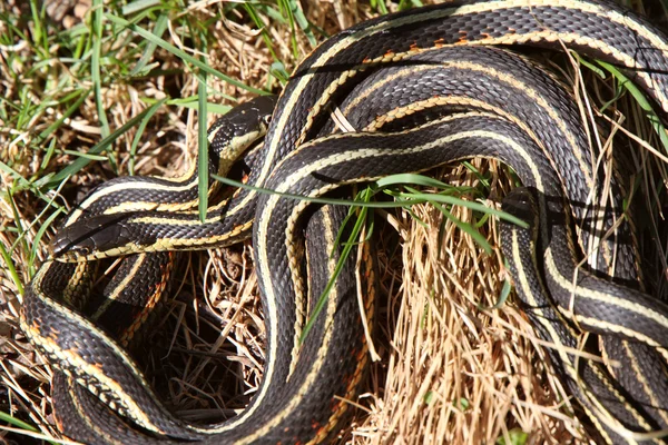 Jarretera serpientes apareamiento —  Fotos de Stock