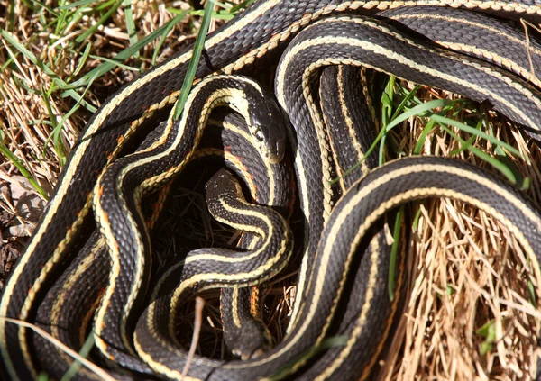 stock image Garter Snakes mating