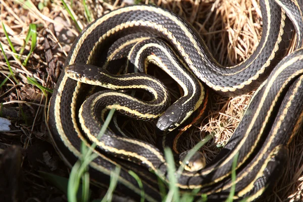 stock image Garter Snakes mating