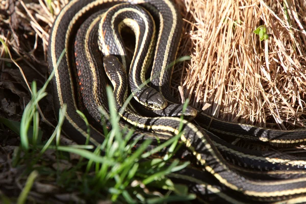 Garter Snakes mating — Stock Photo, Image