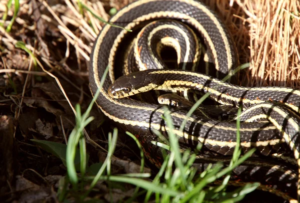 Podwiązka węży krycia — Zdjęcie stockowe