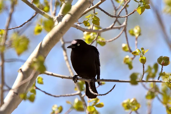 Brewer's Blackbird perched in tree — Stock Photo, Image