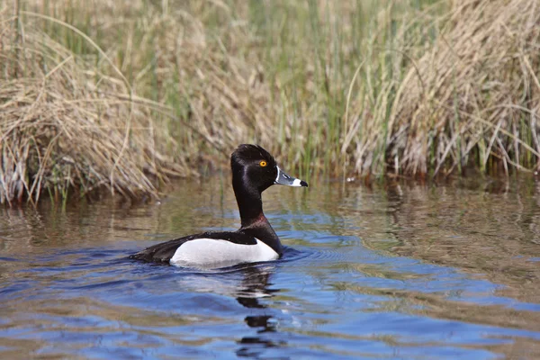 Ring Necked Duck Swimming Roadside Ditch — Stock Photo, Image