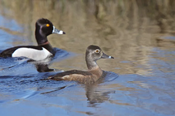 stock image Pair of Ring necked Ducks in roadside pond