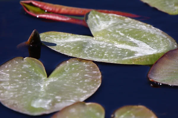 Водные листья Лили на озере Северная Манитоба — стоковое фото