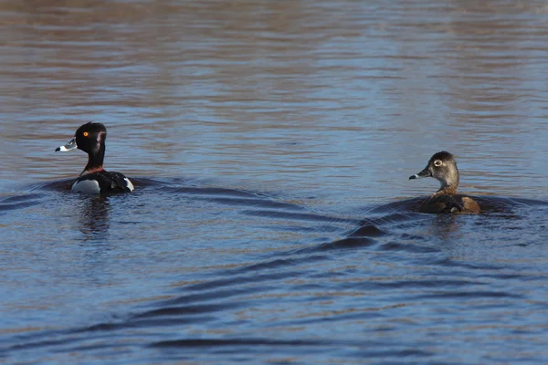Pair Ring Necked Ducks Roadside Pond — Stock Photo, Image