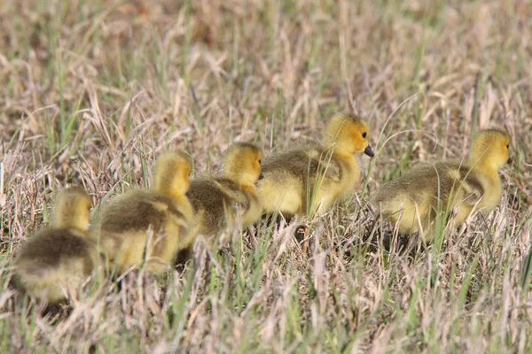 Gansos de Canadá goslings en hierba — Foto de Stock