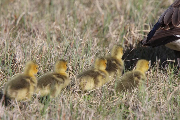 Canada Geese Parent Goslings Grass — Stock Photo, Image