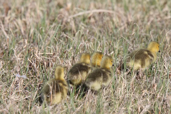 Canada Geese Goslings Grass — Stock Photo, Image