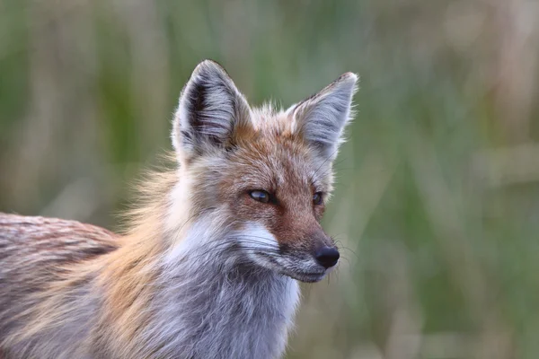 Red Fox adult on Hecla Island in Manitoba — Stock Photo, Image