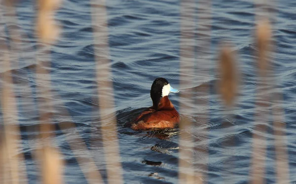 脸色红润的鸭在路边池塘 — 图库照片