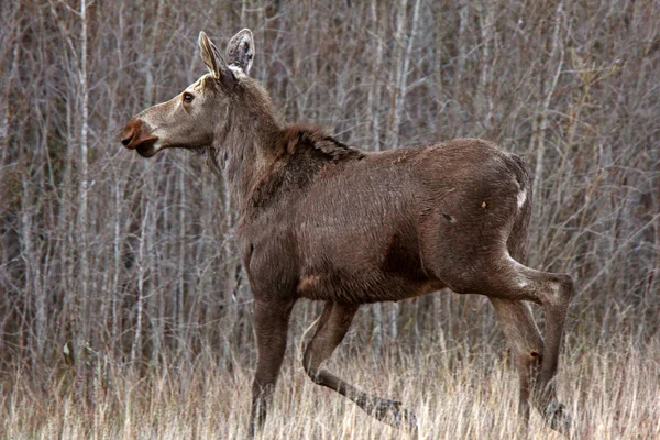 Jonge vrouwelijke moose op hecla eiland in manitoba — Stockfoto