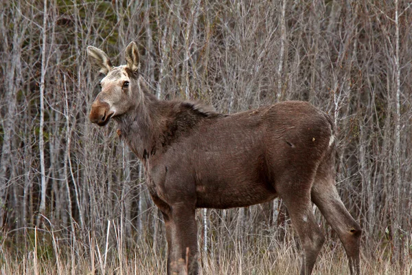 Young Female Moose Hecla Island Manitoba — Stock Photo, Image