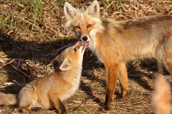 Red fox "Vixen" met pup op hecla eiland in manitoba — Stockfoto