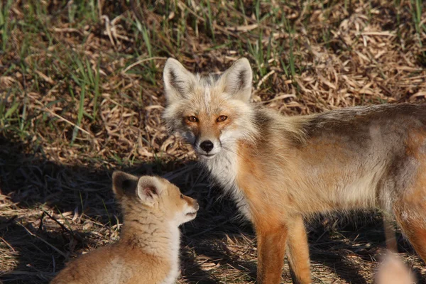 红狐狸狐狸精与赫克拉在马尼托巴岛上的小狗 — 图库照片