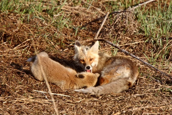 Raposa Vermelha Vixen Com Filhote Cachorro Ilha Hecla Manitoba — Fotografia de Stock