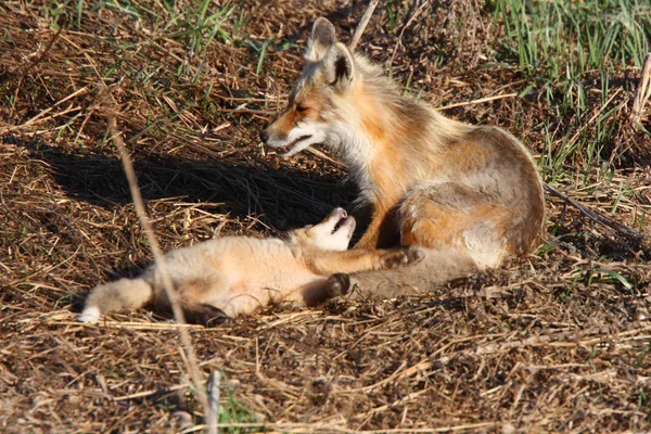 Red Fox Vixen Pup Hecla Island Manitoba — Stock Photo, Image