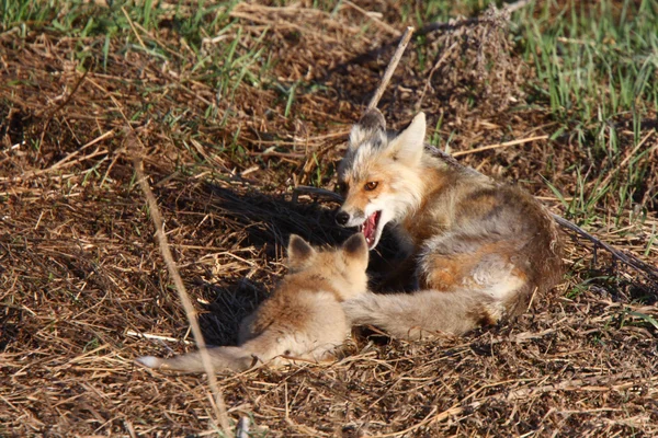 Κόκκινη αλεπού στρίγγλα με κουτάβι σε hecla νησί στη Μανιτόμπα — Φωτογραφία Αρχείου
