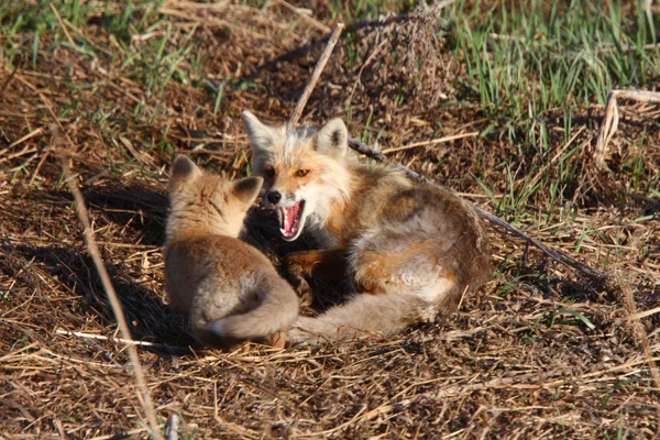 Red Fox Vixen Met Pup Hecla Eiland Manitoba — Stockfoto