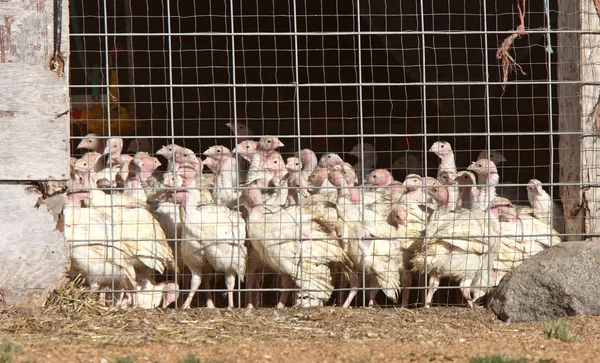 stock image Domestic turkeys in coup