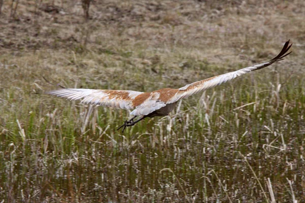 Sandhill Crane in Northern Manitoba — Stock Photo, Image
