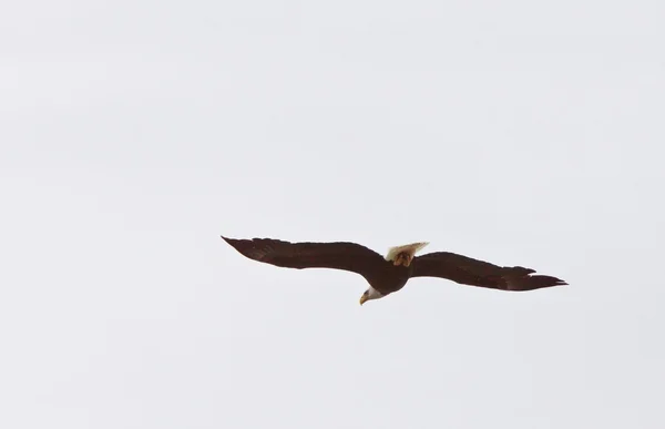 北のマニトバ州で飛行中の白頭鷲 — ストック写真