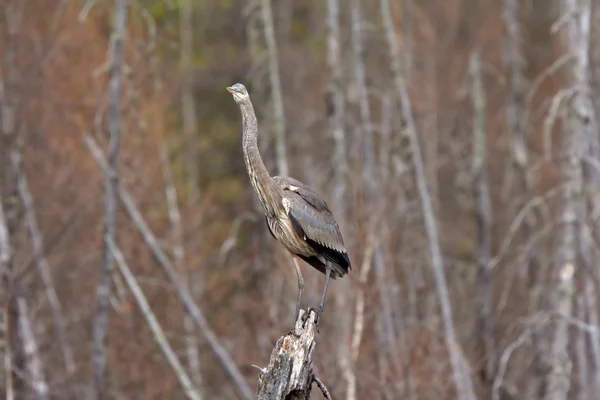 Great Blue Heron perched on tree stump — Stock Photo, Image