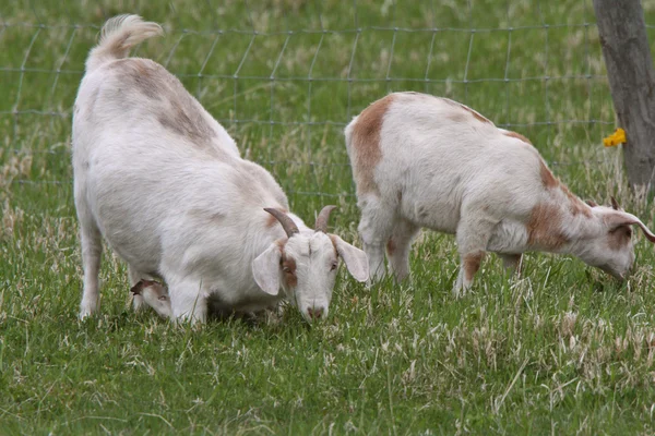 Nanny Goat Kid Manitoba Pasture — Stock Photo, Image